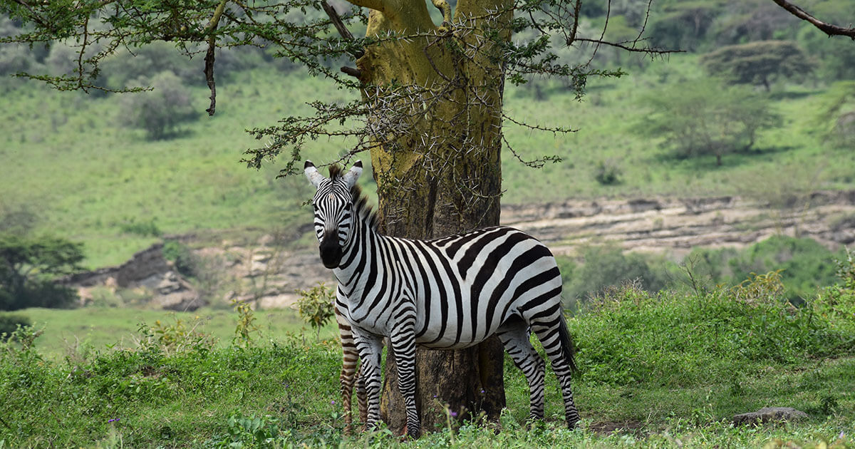 8 Days Uganda Big Five & Gorilla Trekking Safari