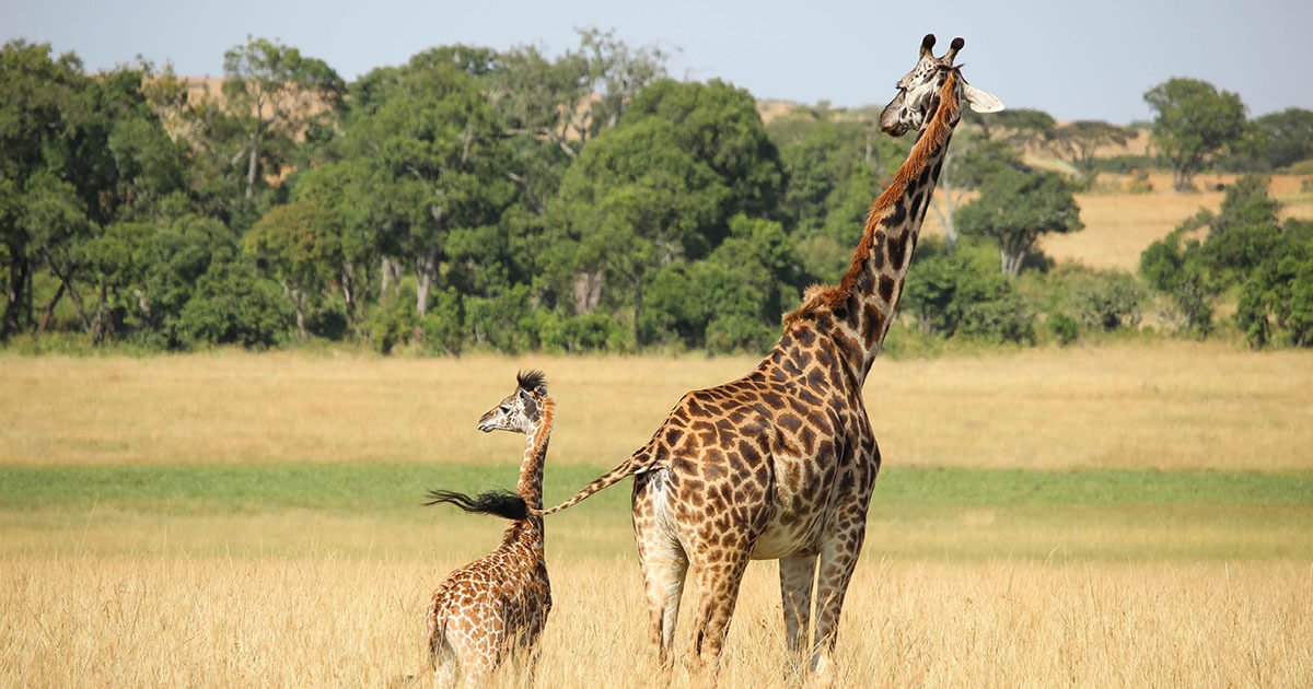 Murchison Falls National Park