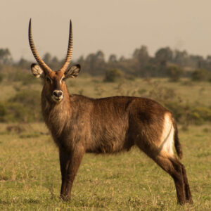 5 Days Uganda Classic Safaris Tour 5 Days Uganda Classic Safaris Tour