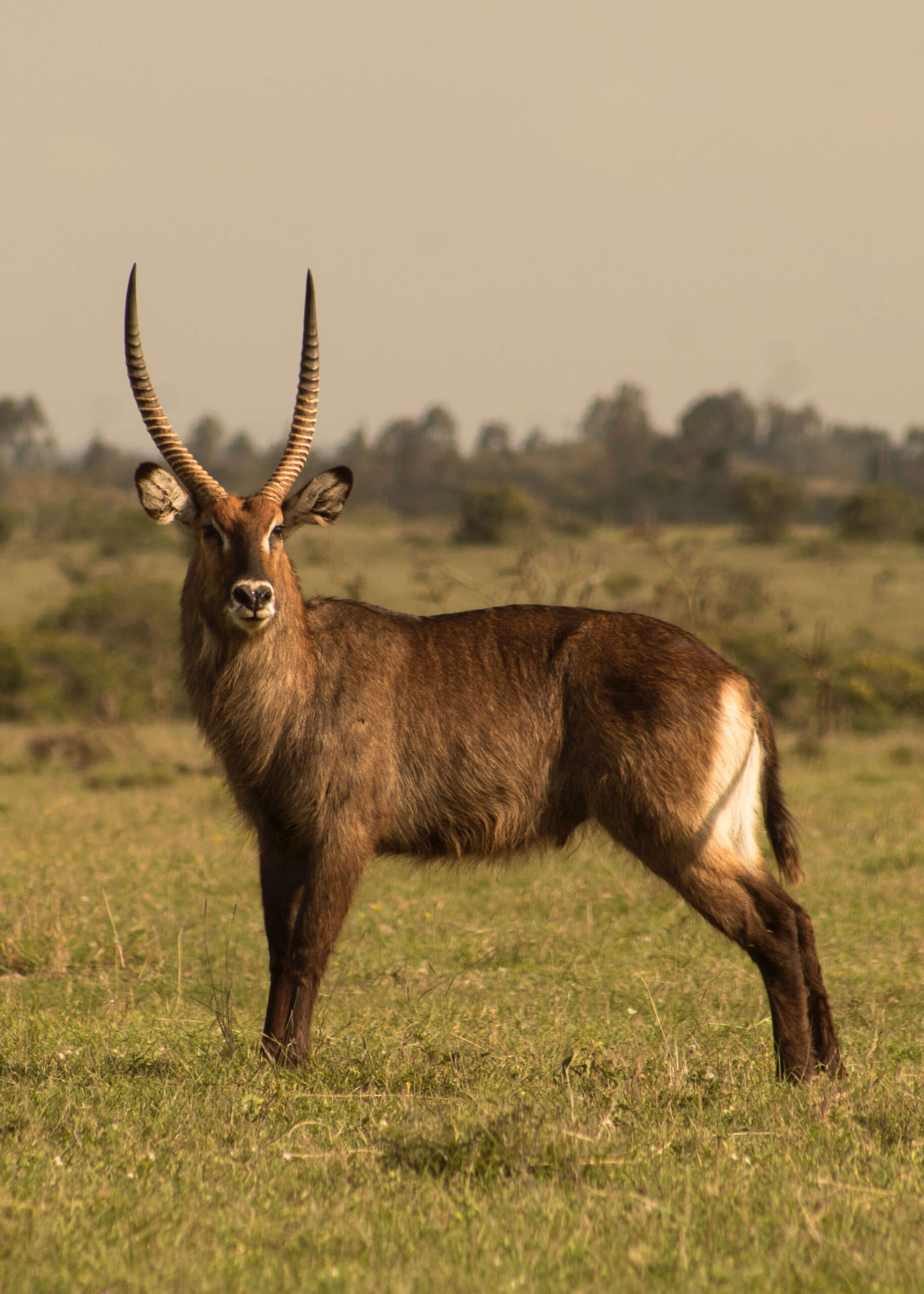 5 Days Uganda Classic Safaris Tour