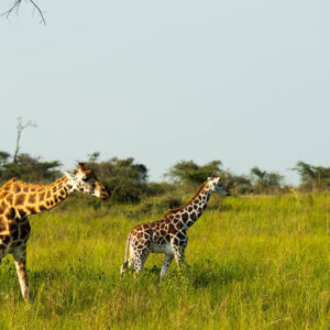 5 Days Uganda Classic Safaris Tour 5 Days Uganda Classic Safaris Tour