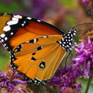 6 Days Uganda Adventure Tour