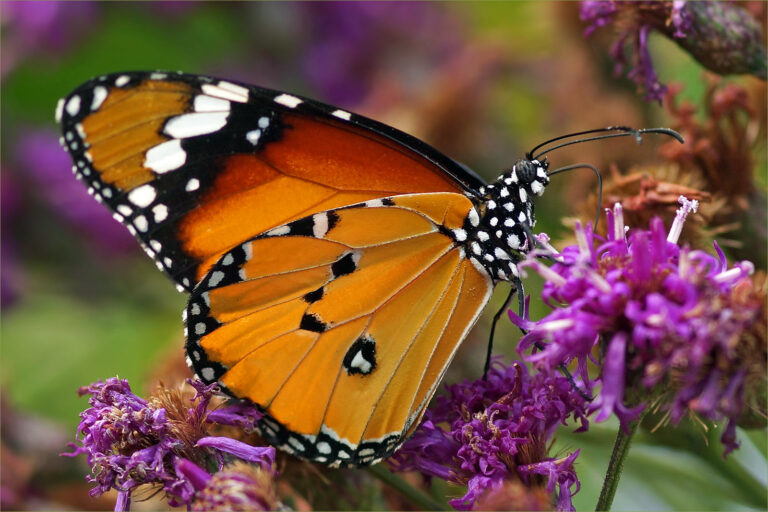 Afro-tropical-butterfly