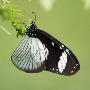 Papilio dardanus Papilio dardanus
