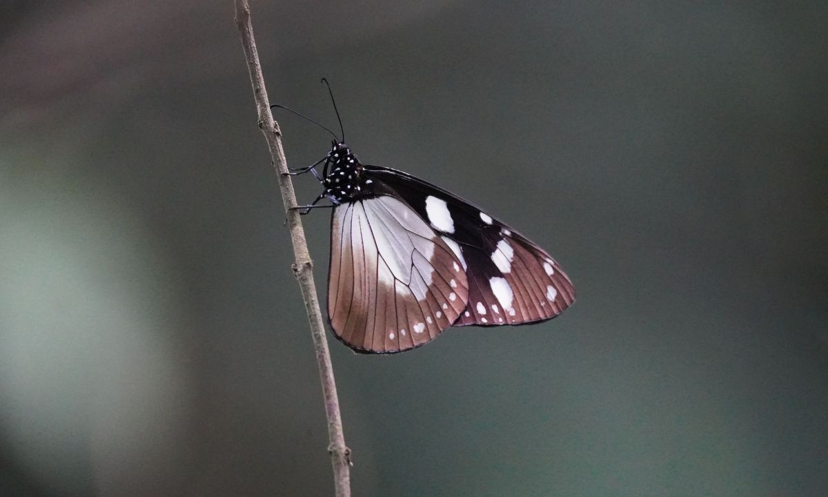 11-Day Uganda Big Five Safari & Gorilla Trekking Tour