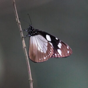 Amauris tartarea-Dusky Friar Butterfly-afro tropical butterfly safaris. Dusky Friar