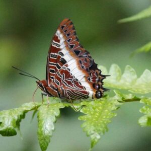 Charaxes brutus, the white-barred emperor- afro-tropical butterfly saafri 4-Day Rwanda Gorillas & Chimps Tracking Tour