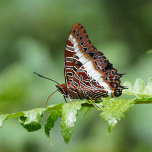 Charaxes brutus, the white-barred emperor- afro-tropical butterfly saafri (2) Charaxes brutus