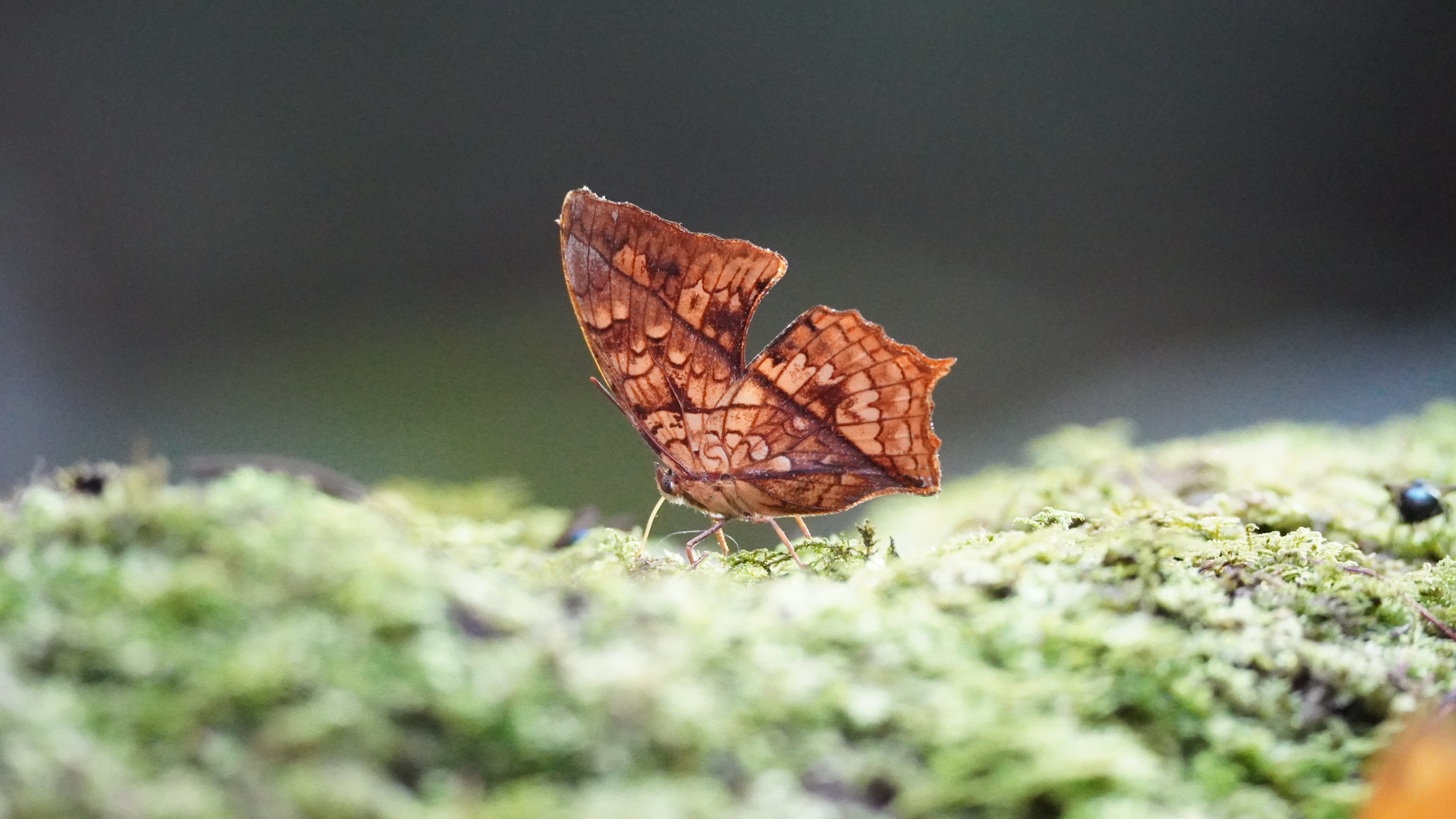 Charaxes pleione-common orange charaxes-afro tropical butterfly safari. Charaxes pleione
