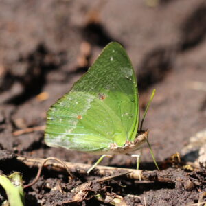 Charaxes subornatus-ornate green charaxes-afro tropical butterfly safari. Charaxes subornatus