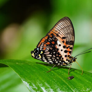 Charaxes zingha-shining red charaxes-afro tropical utterfly safaris. Charaxes zingha