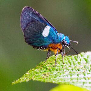 Coeliades chalybe-blue policeman-afro tropical butterfly safaris Coeliades chalybe
