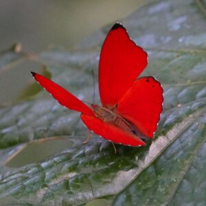 Cymothoe hobarti-Hobart's red glider- afro tropical butterfly safaris (1) Cymothoe hobarti