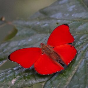Cymothoe hobarti-Hobart's red glider- afro tropical butterfly safaris (2) Coeliades hanno