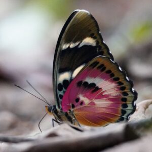 euphaedra-christyi Euphaedra christyi butterfly
