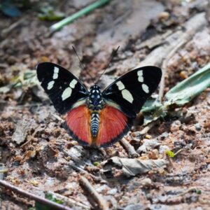 Euphaedra imitans-equatorial mimic forester-afro tropical butterfly safaris Euphaedra imitans