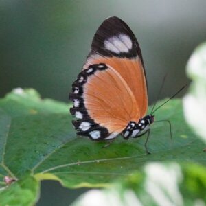 Euphaedra ruspina. Common Orange Forester-afro tropical butterfly safaris Euphaedra ruspina