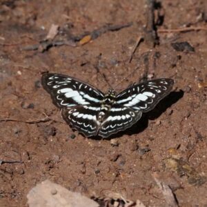 6-Day Uganda Gorilla & White-Water Rafting Tour 6-Day Uganda Gorilla & White-Water Rafting Tour