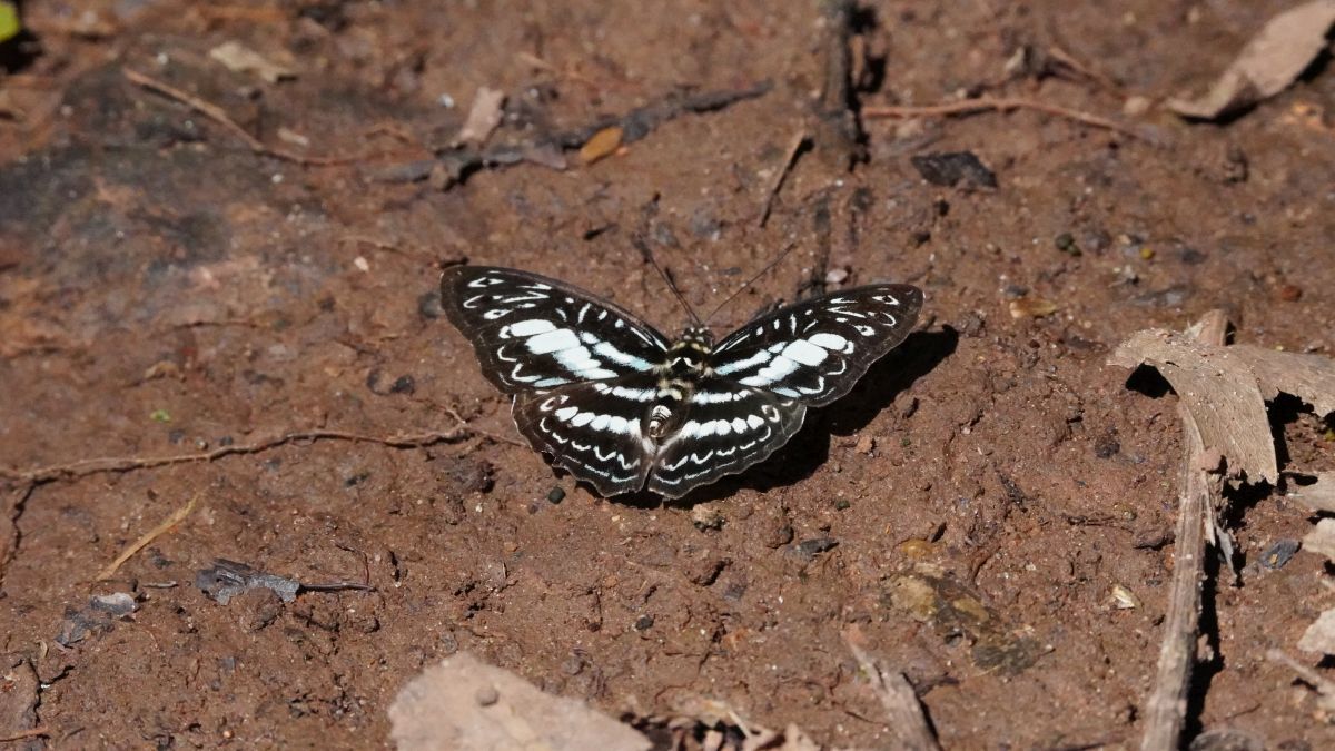 6-Day Uganda Gorilla & White-Water Rafting Tour