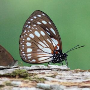 Euxanthe eurinome-common forest queen-afro tropical butterfly saffaris Euxanthe eurinome
