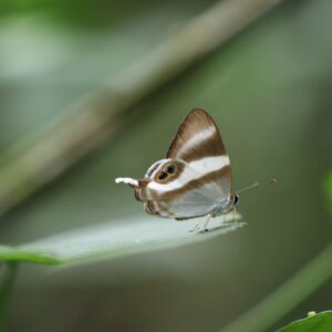 10-Day Uganda Big Five Safari & Gorilla Trekking Tour 10-Day Uganda Big Five Safari & Gorilla Trekking Tour