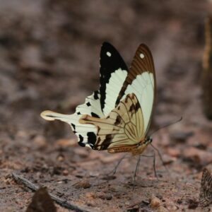 Butterfly Experience Butterfly Experience