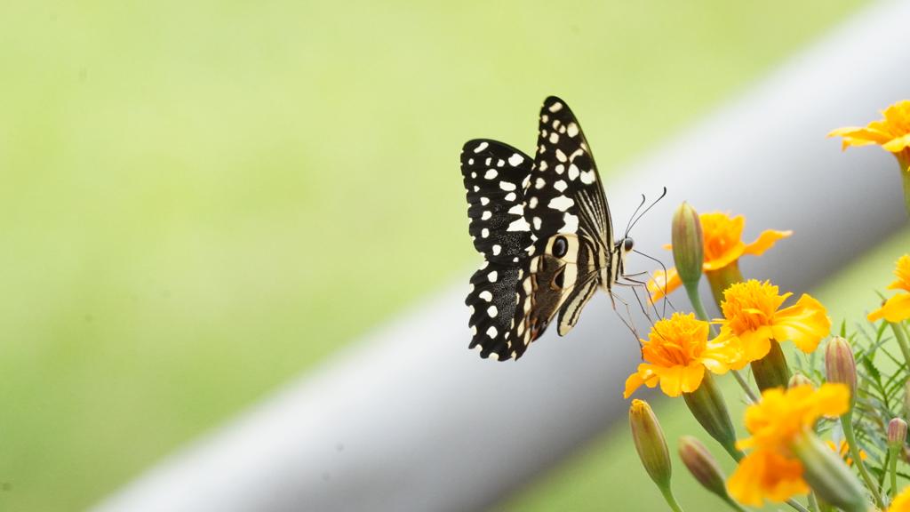 Semuliki National Park