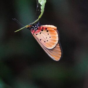 10-Day Uganda Big Five Safari & Gorilla Trekking Tour 10-Day Uganda Big Five Safari & Gorilla Trekking Tour