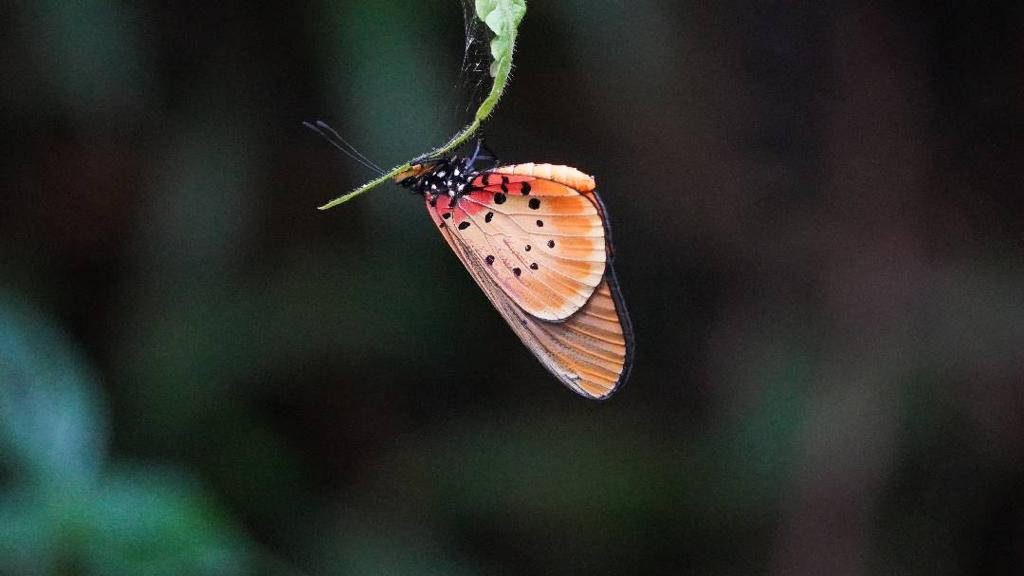 10-Day Uganda Big Five Safari & Gorilla Trekking Tour