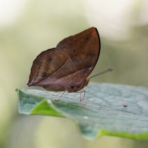 Kallimoides rumia-African leaf butterfly-afro tropical butterfly safaris. (1) Kallimoides rumia