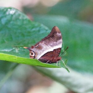 7 Days Uganda Game Drives & Gorilla Safari 7 Days Uganda Game Drives & Gorilla Safari