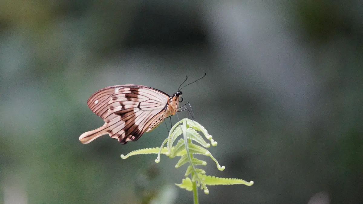 Semuliki National Park