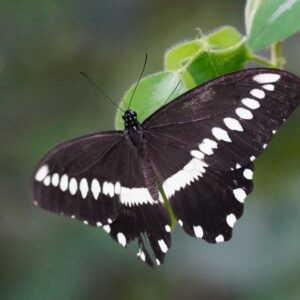 Papilio mechowi-afro tropical butterfly safaris Papilio mechowi
