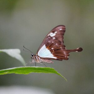 Papilio phorcas, the apple-green swallowtail-afro tropical butterfly safaris Papilio phorcas