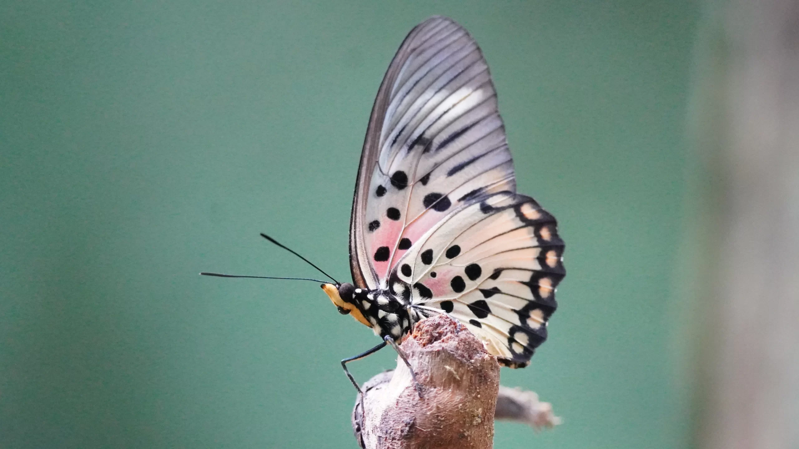 best time to see butterflies