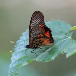 Pseudacraea clarkii-Clark-Uganda's false acraea-afro tropical butterfly safaris Pseudacraea clarkii