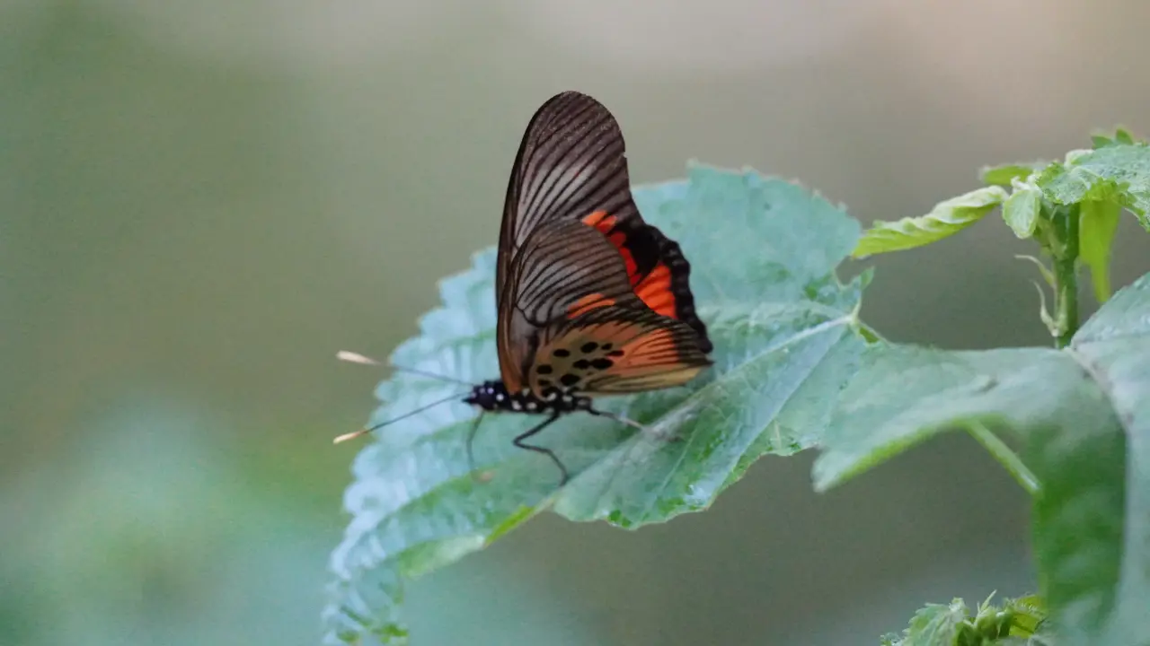 Uganda Butterfly Safari Experience