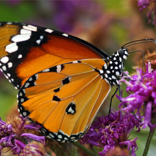 10-Day Uganda Fly-in Safari