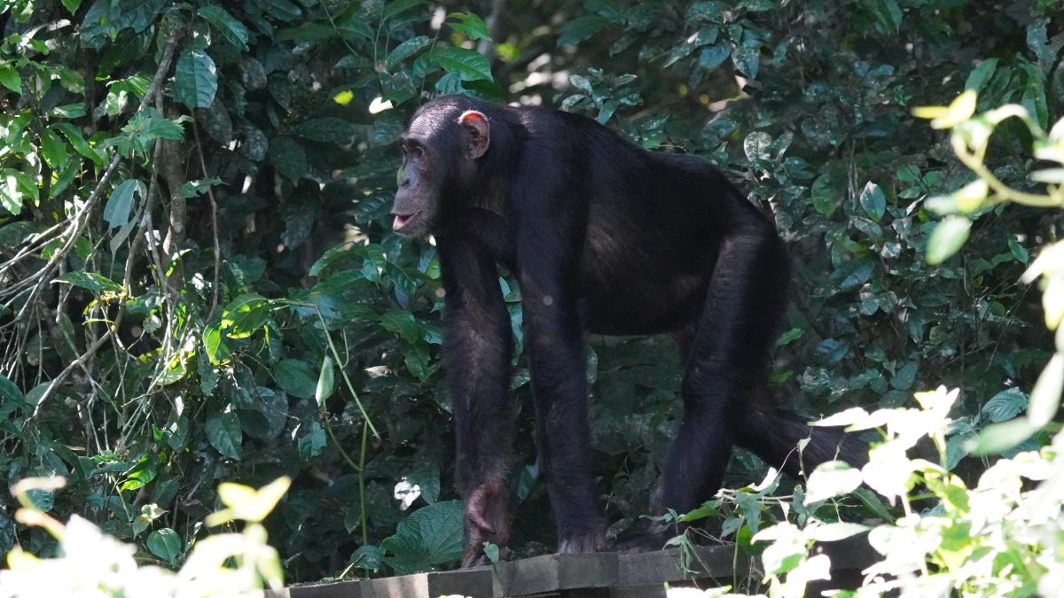 Chimpanzee tracking