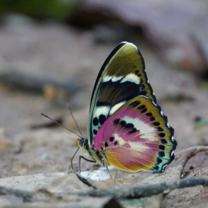 Afro-tropical Butterfly Safaris