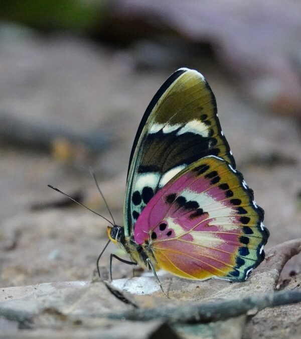 Afro-tropical Butterfly Safaris