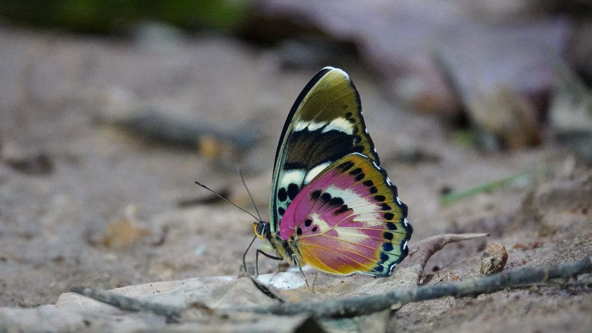 Queen Elizabeth National Park