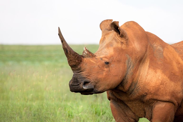 Ziwa Rhino Sanctuary
