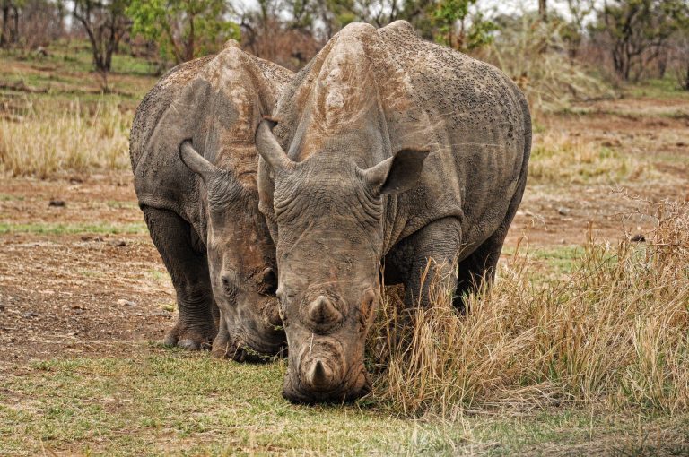 Ziwa Rhino Sanctuary