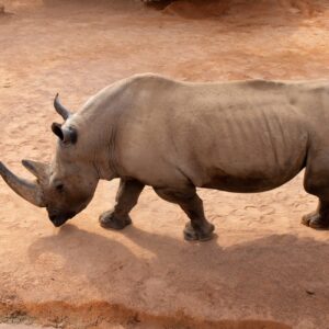 8 Days Uganda Big Five & Gorilla Trekking Safari 8 Days Uganda Big Five & Gorilla Trekking Safari