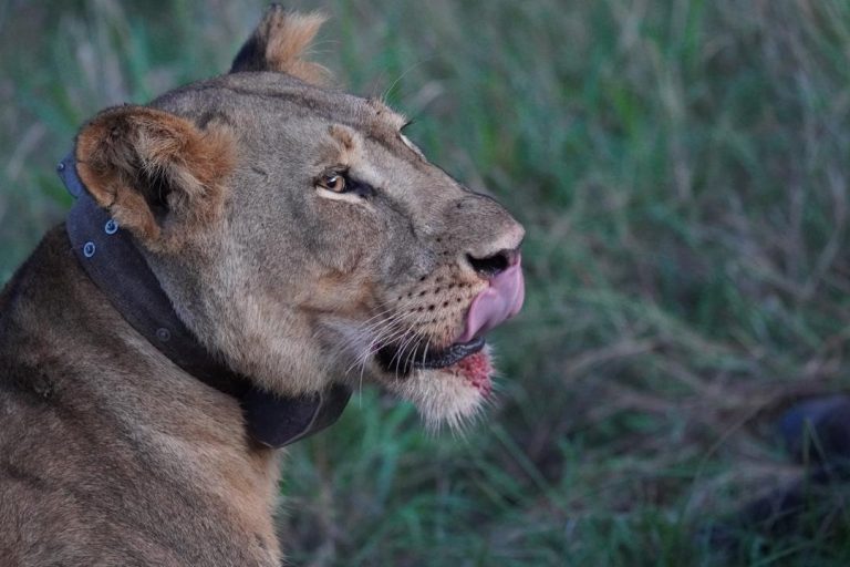 Murchison Falls National Park