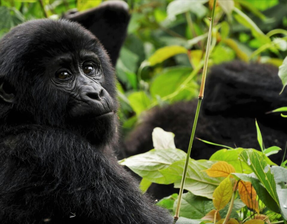 12-Day Uganda Big Five Safari & Gorilla Trekking Tour