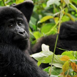 12-Day Uganda Big Five Safari & Gorilla Trekking Tour 12-Day Uganda Big Five Safari & Gorilla Trekking Tour