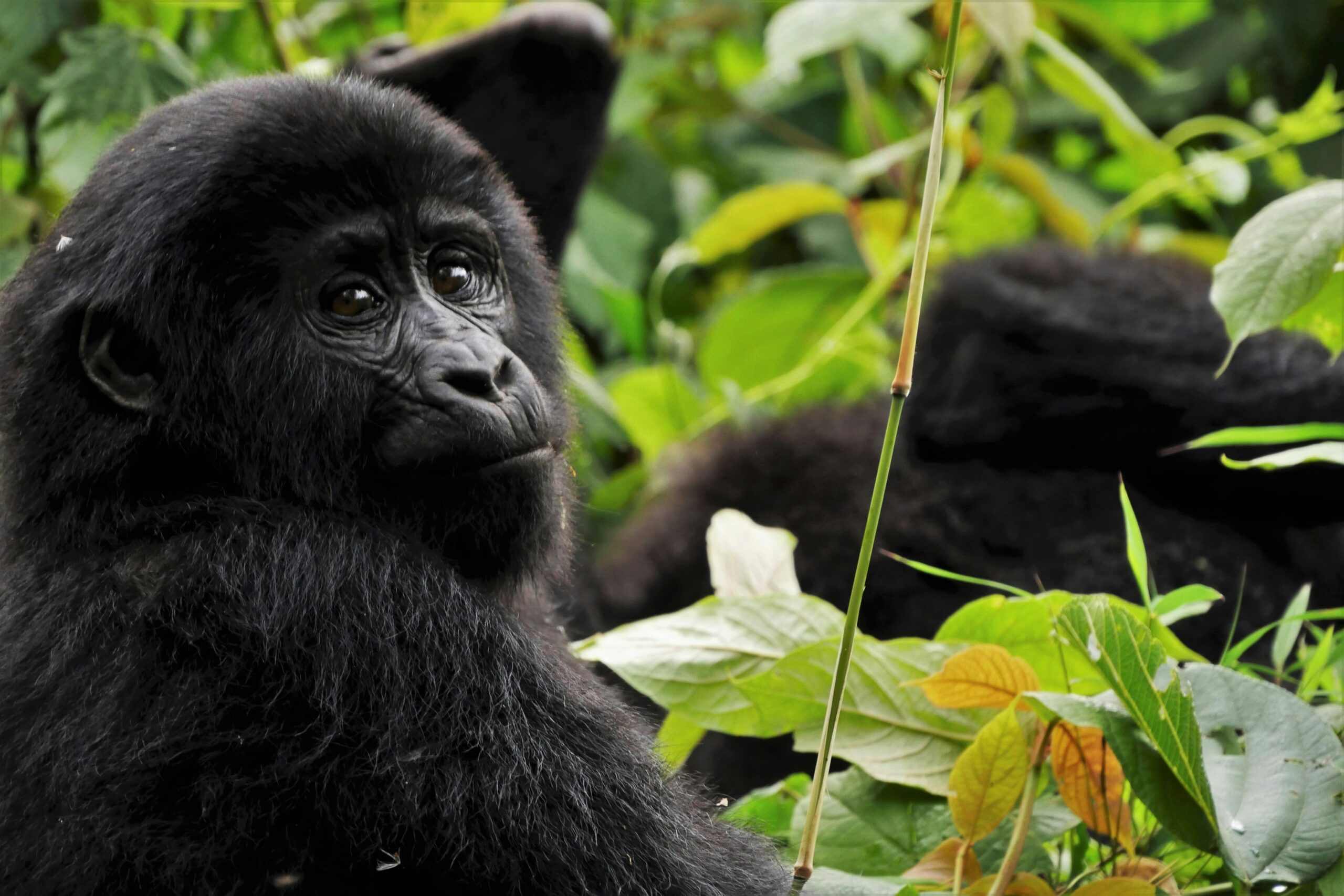 Bwindi Impenetrable National Park