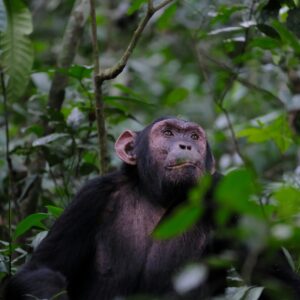 4-Day Rwanda Gorillas & Chimps Tracking Tour 4-Day Rwanda Gorillas & Chimps Tracking Tour